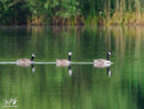 Canada Goose - Gęś Kanadyjska